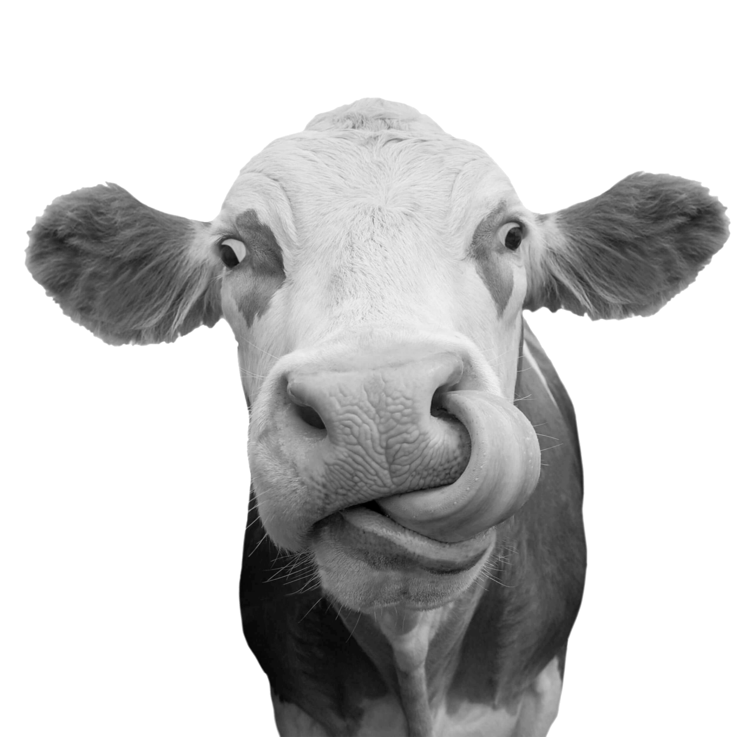 freigestelltekuhmitzungeindernase